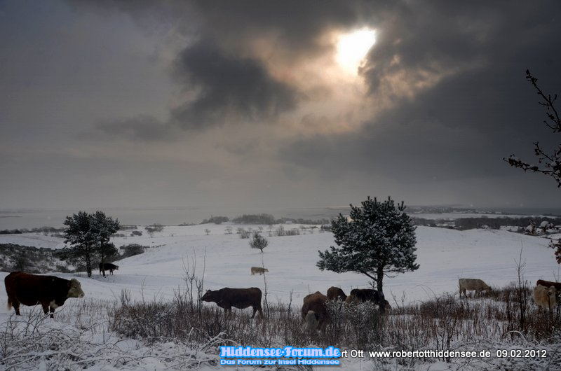 Inselblick mit winterliche Kühen