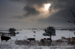 Inselblick mit winterliche Kühen