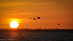 Morgens am Bodden