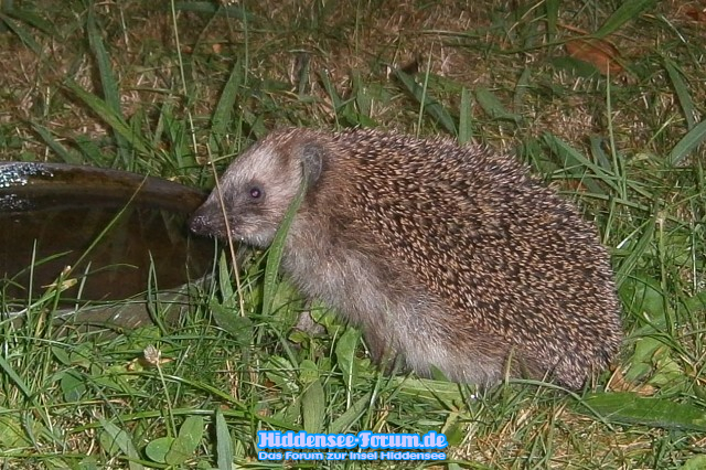 Igel 25.07.2013  04:30 Uhr