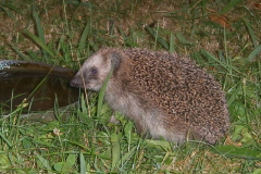 Igel 25.07.2013  04:30 Uhr