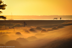 Morgens am Bodden mit Bodennebel