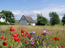 Blick zum Bodden in Grieben