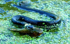 Ringel-Nessi im Klostersee