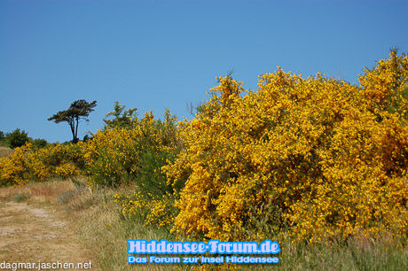 Bald ist wieder Ginsterblütenzeit