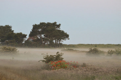 Bodennebel am Deich