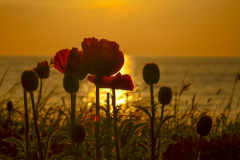 "Ostseemohn" im Sonnenuntergang