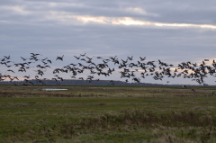 Vogelflug morgens auf der Insel