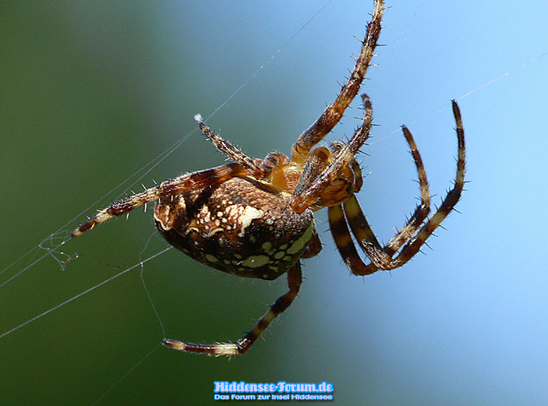 Spinne auf Hiddensee baut ihr Netz