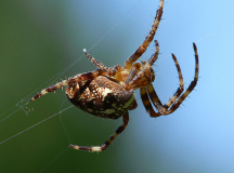 Spinne auf Hiddensee baut ihr Netz