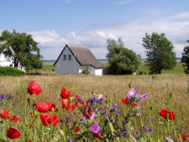 Grieben in Richtung Boddengewässer