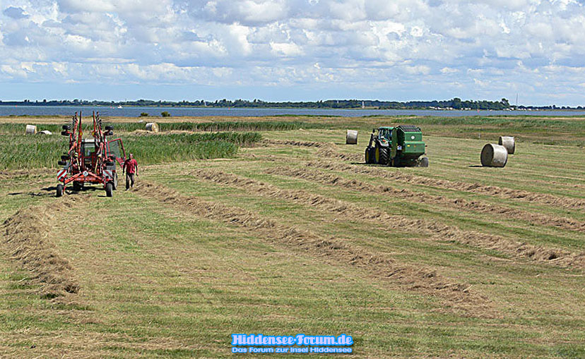 Heuernte auf Hiddensee