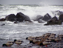 Enten im Sturm...